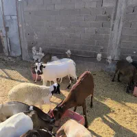 بز پازن میش