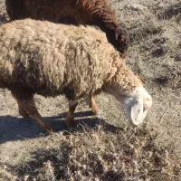 بره نر و ماده|حیوانات مزرعه|اردبیل, |دیوار