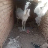 بز پاکسانی. نر وماده|حیوانات مزرعه|بیرجند, |دیوار
