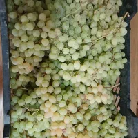 شیره عسلی درجه یک ملایر