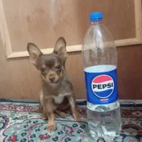 واگذاری سگ شیواوا|سگ|شیراز, کوشک میدان|دیوار