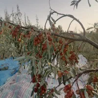 سنجد درجه یک