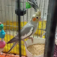 جفت عروس هلندی