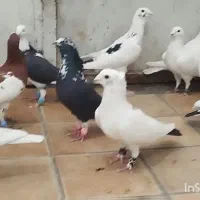 کبوتر پلاکی دورگ|پرنده|شیراز, شهرک قمشه|دیوار