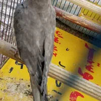 عروس هلندی نر سینامون سخنگو مولد دستی|پرنده|کوهدشت, |دیوار