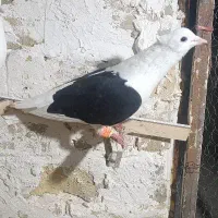 کبوتر رنگه  پشت کاکلی ساده سینه