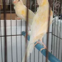 دو عدد قناری جوجه ریزه خوان|پرنده|اردبیل, |دیوار