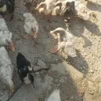 فروش اردک (فوری)|حیوانات مزرعه|هندیجان, |دیوار