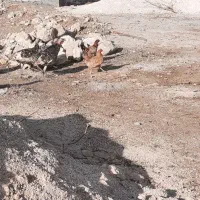 بوقلمون|حیوانات مزرعه|سرپل ذهاب, |دیوار