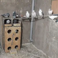 کفتر تهرونی به شرط پرش و بازی|پرنده|برخوار, |دیوار