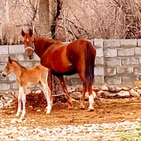 مادیون دره شوری