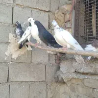 کبوتر پرشی
