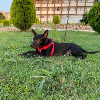 سگ میکس پیت بول و مالینویز