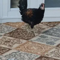 یک نیمچه خروس و سه نیمچه مرغ گلین لری جنگلی عشایری