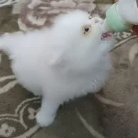 بچه گربه پرشین اشرافی|گربه|تنکابن, |دیوار