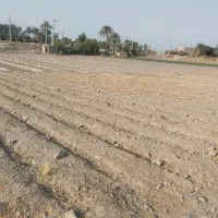 زمین کشاورزی