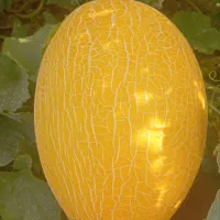 کار در میدان تره بار