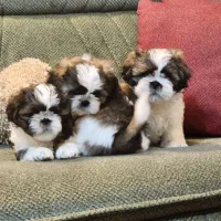 واگذاری توله شیتزو