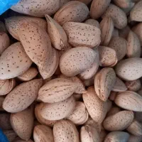 خرید پوست بادام گردو زردآلو