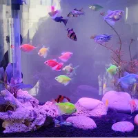 فروش انواع آکواریوم و ماهی