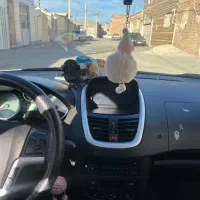 ۲۰۷ پاناروما مدل ۱۴۰۰|خودرو سواری و وانت|کرمان, |دیوار