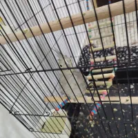 یک جفت عروس هلندی زیبا|پرنده|سنقر, |دیوار