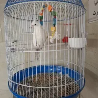 عروس هلندی|پرنده|محمدشهر, محمدشهر|دیوار