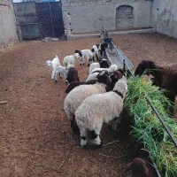 میش زاییده و آبستن دشتی|حیوانات مزرعه|گناباد, |دیوار