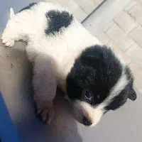 سگ ماده جیبی|سگ|اصفهان, بوستان ناژوان|دیوار