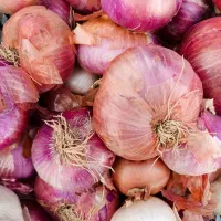 فروش پیاز تازه و مرغوب کوهسرخ