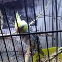 کوتوله عروس هلندی|پرنده|قم, انصار‌الحسین|دیوار