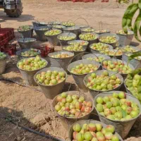 ۴۰هکتارزمین وباغ میوه|فروش دفتر صنعتی، کشاورزی، تجاری|اسفرورین, |دیوار