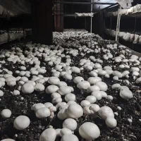 لوازم کامل پرورش قارچ