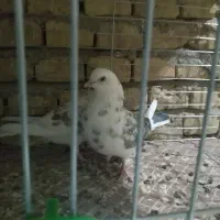 کبوترکشکلک وسروک پرشی و(محل بازدیدبلواراستقلال)|پرنده|اشکذر, |دیوار