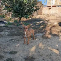 سگ پاکوتاه|سگ|گنبد کاووس, |دیوار