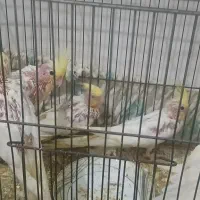 طوطی عروس|پرنده|رشت, حمیدیان|دیوار