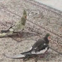 فروش پرنده