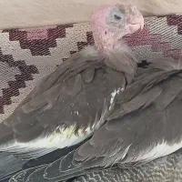 جوجه ۳۵ روزه سینامون|پرنده|سراب, |دیوار