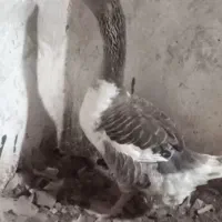 غاز ماده بزرگ سالم سر حال