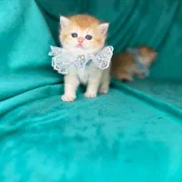 بچه گربه بریتیش