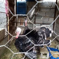 بوقلمون نر وماده|حیوانات مزرعه|آبپخش, |دیوار