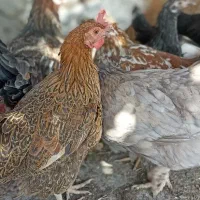 مرغ آیسبار فرانسوی ،گلین ،چهل تاج فروشی|حیوانات مزرعه|بدره, |دیوار