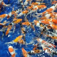 مجموعه کامل تکثیر پرورش و فروش ماهی کوی|ماهی|کرمان, |دیوار