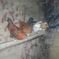 خروس