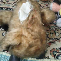 عروسک|اسباب‌بازی بچه|تهران, تاکسیرانی|دیوار