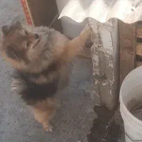 پامرین خرسی|سگ|وحیدیه, |دیوار