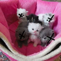 گربه پرشین اصیل عروسکی