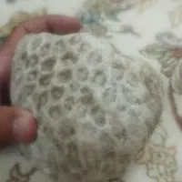 فسیل مرجان گل درشت زیبا