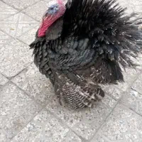 بوقلمون نر و ماده