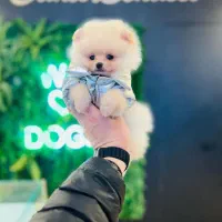 سگ پامرانین..پامر ۶۹ روزه